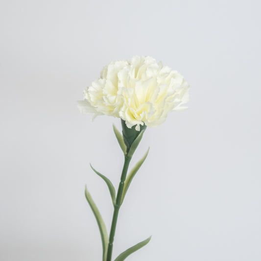 Silk–like Carnation