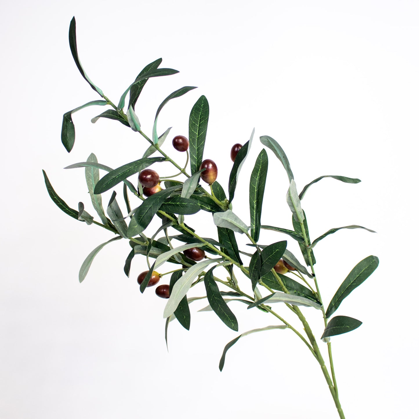 Olive Leaf Branches
