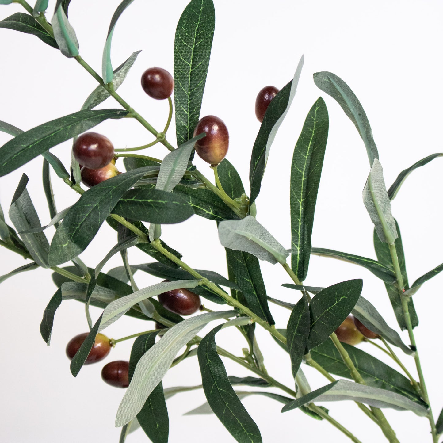 Olive Leaf Branches