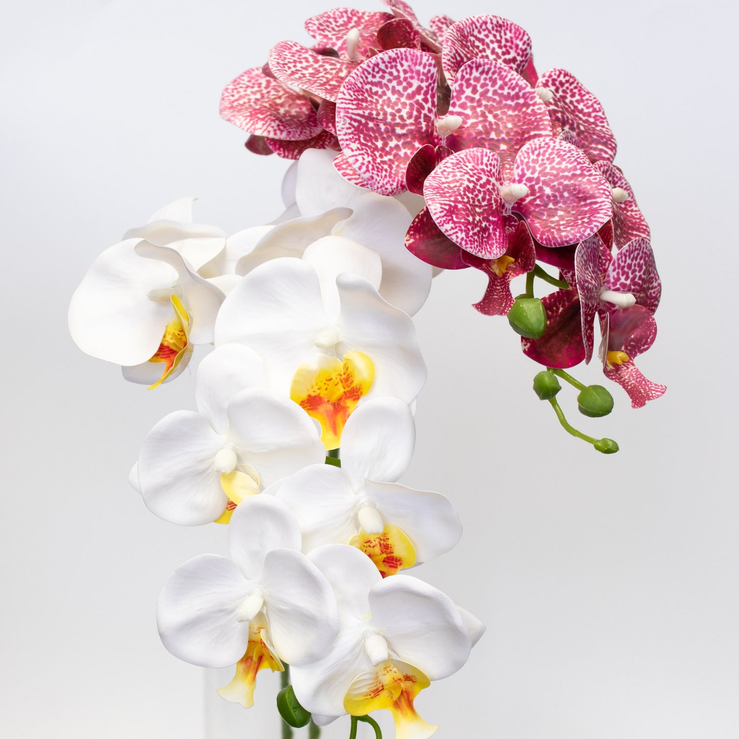 Silk–like Phalaenopsis Orchid