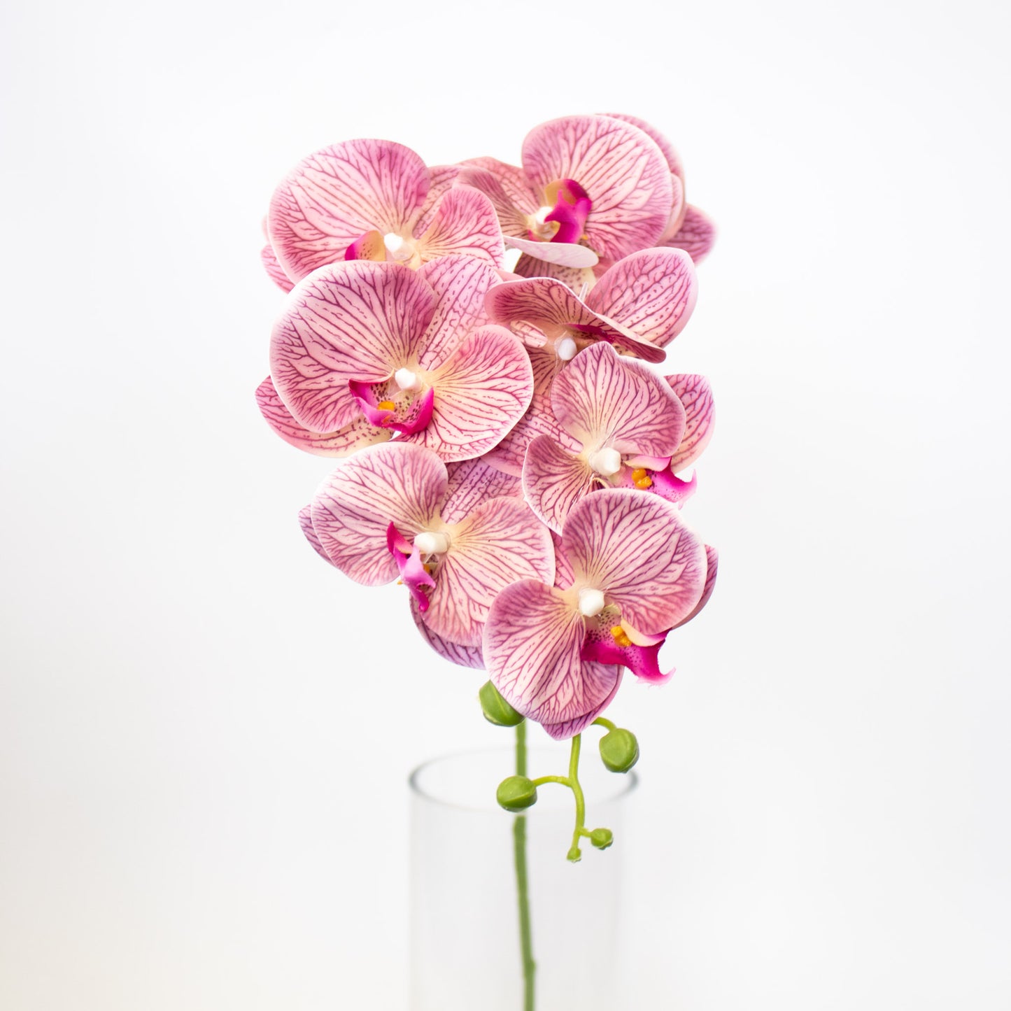 Silk–like Phalaenopsis Orchid