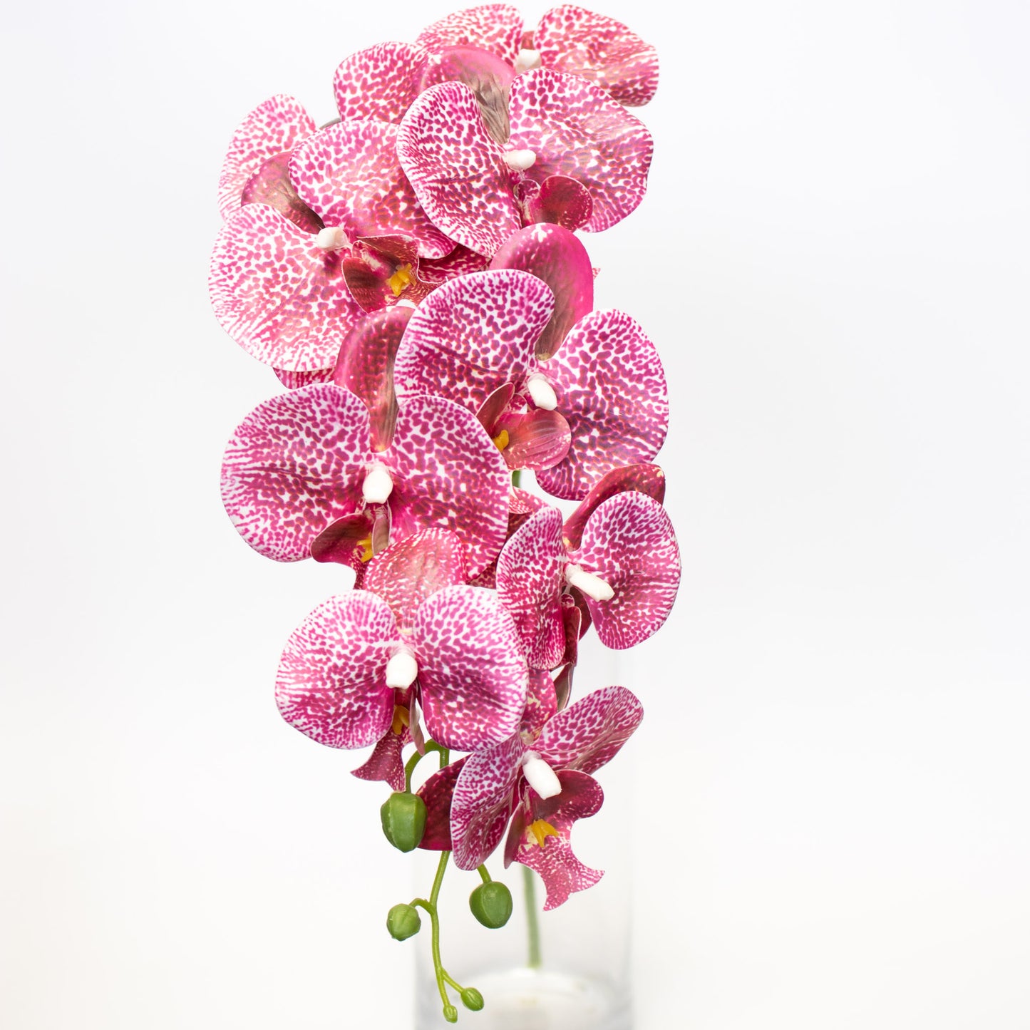 Silk–like Phalaenopsis Orchid