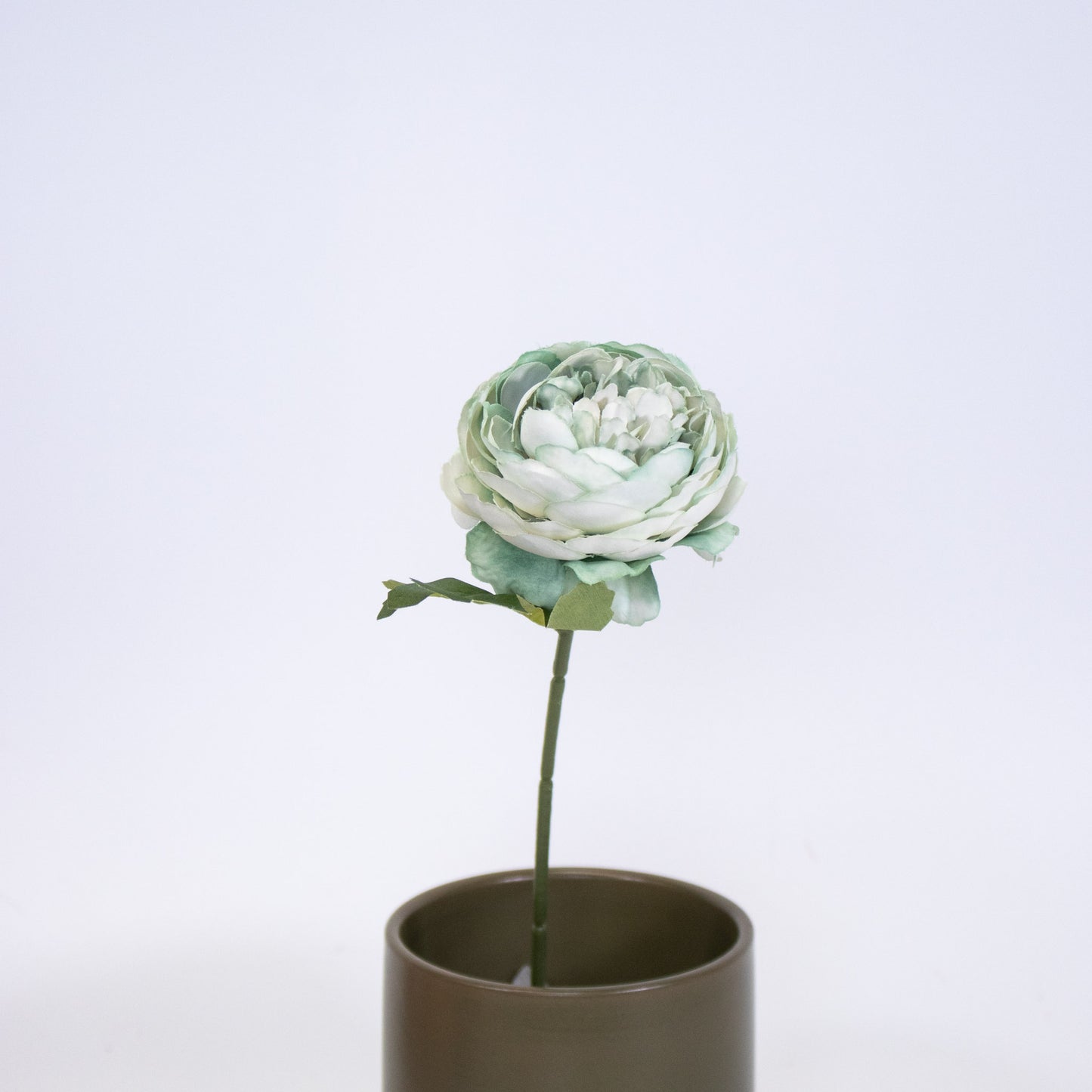 Realistic Ranunculus
