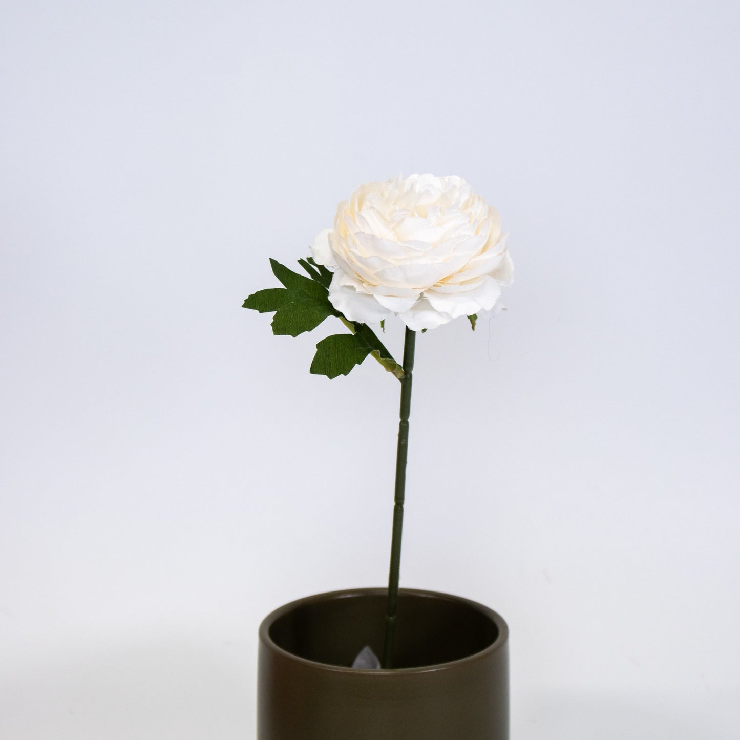 Realistic Ranunculus