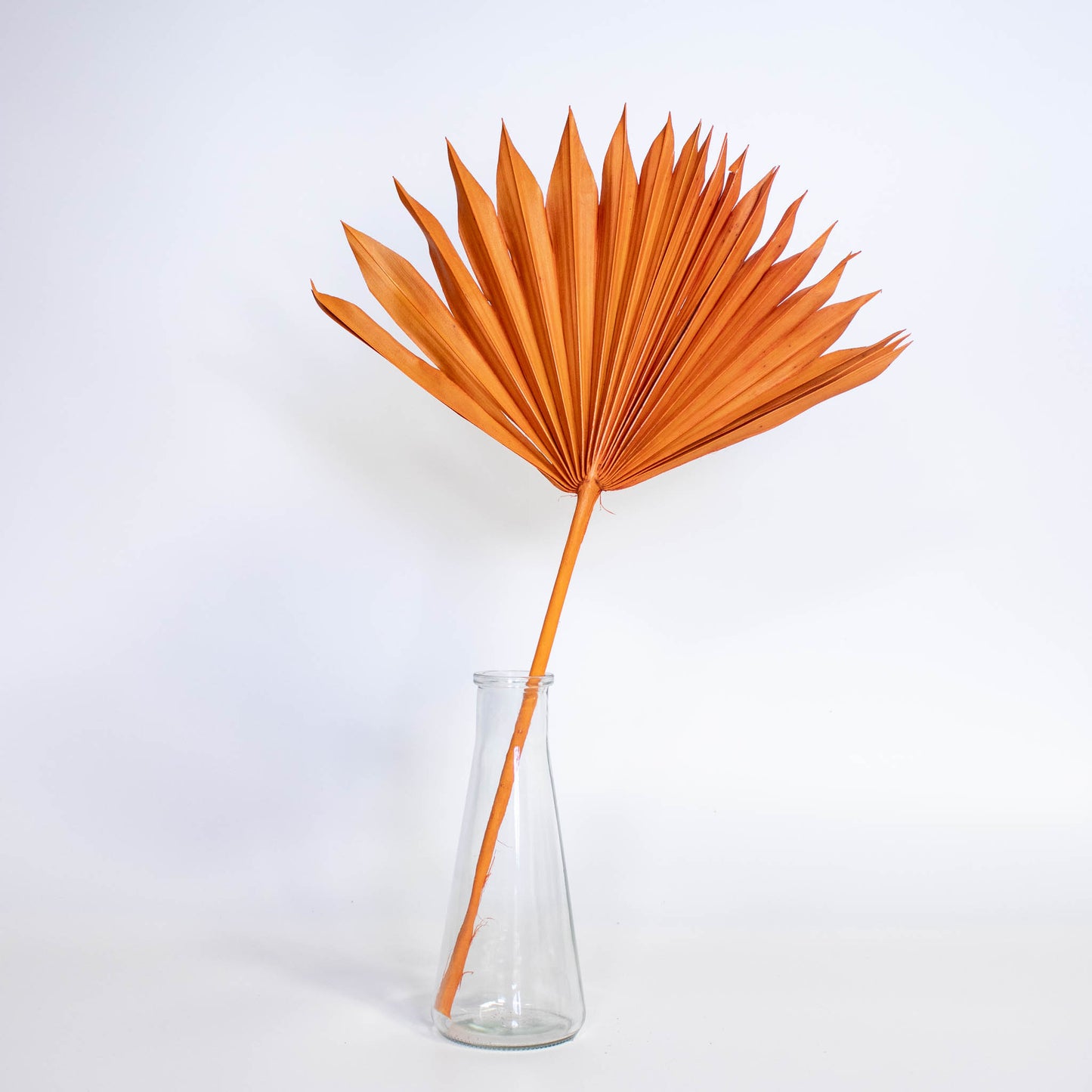 Sun Palm