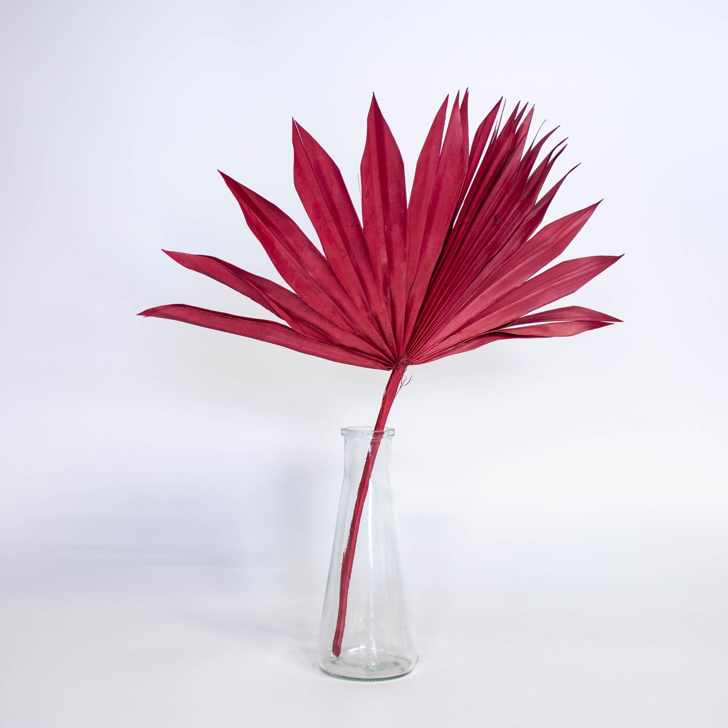 Sun Palm