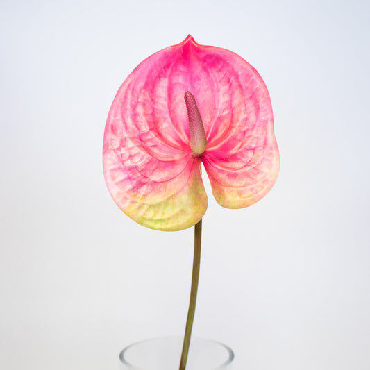 Artificial Anthurium