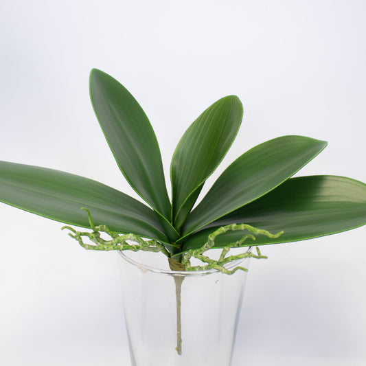 Artificial Orchid Leaves with Roots