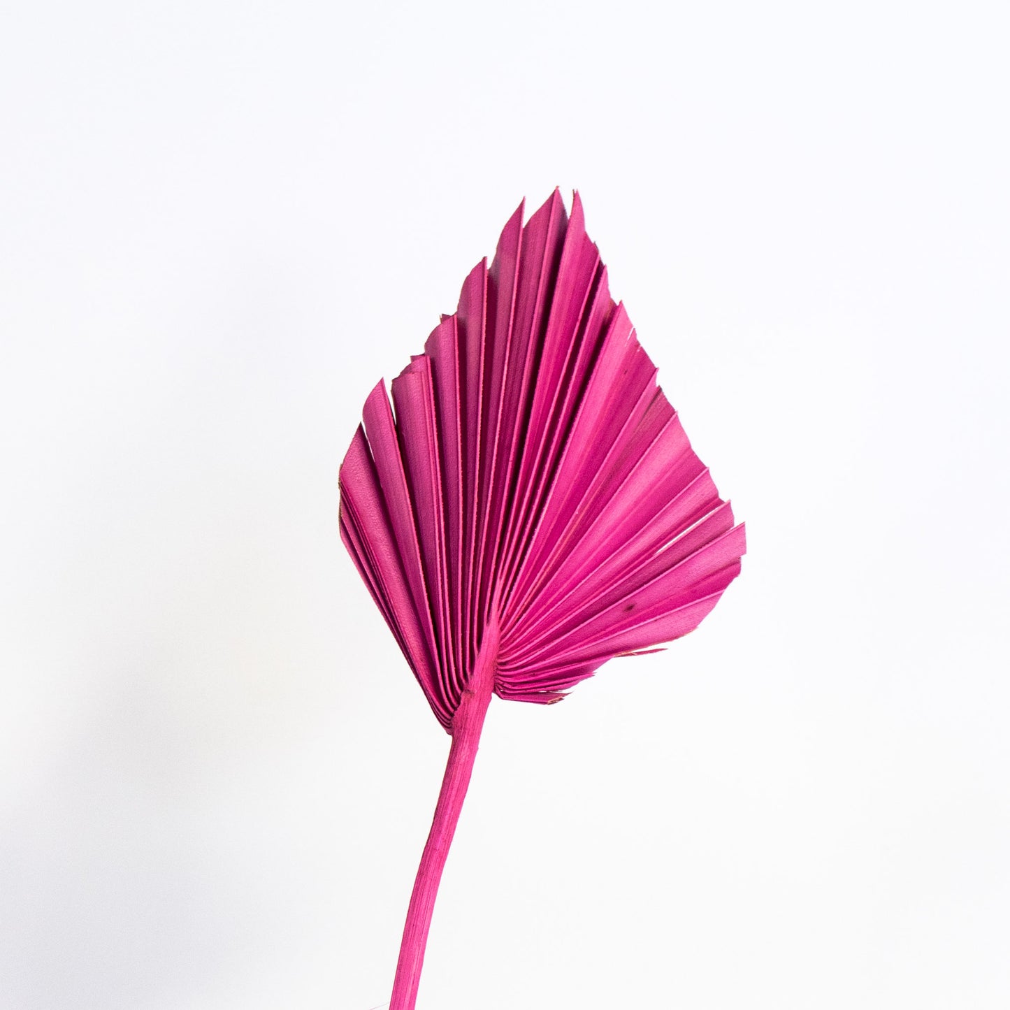 Palm Spear – Hot Pink